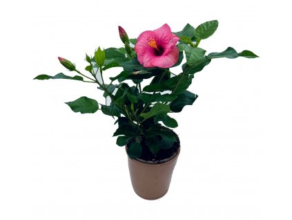 Hibiscus - Ibišek “Pink Aquamarine”