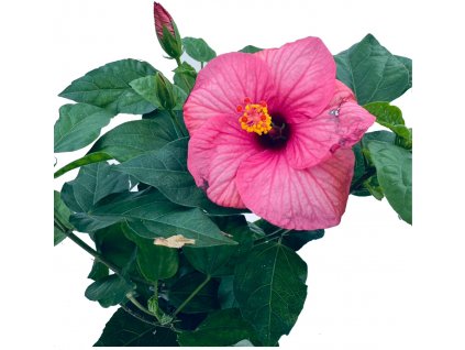 Hibiscus - Ibišek “Pink Aquamarin” řízek k zakořenění