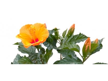 6221a26e b17a 43a5 9e2b 040b80e93d91(1)