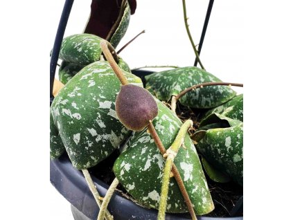 WhatsApp Image 2024 03 28 at 15.47.27