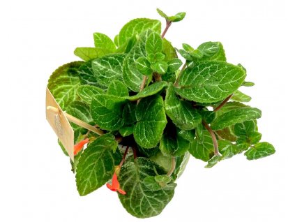 3e33ca43 c922 4f50 b9be 3deabc7e2521