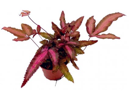 WhatsApp Image 2024 04 09 at 7.58.58 PM