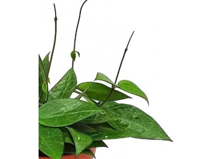 hoya parasitica black edge 1009x1010 61f320224e777 l