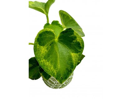 6d16fdf3 8952 4ebc 806c 9522fea7b14f