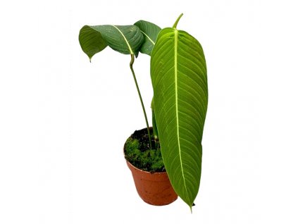 Philodendron heterocraspedon