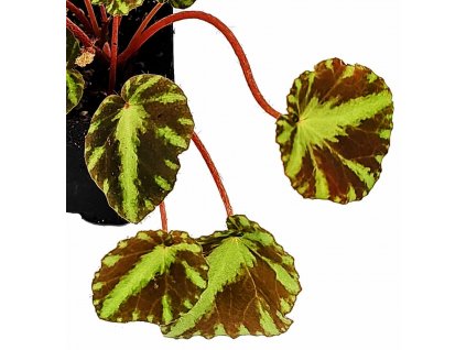 begonia cleopatrae