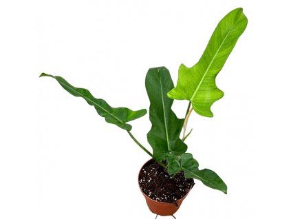 Philodendron “Jerry Horne”
