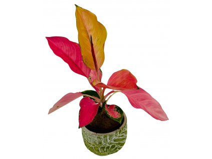 Aglaonema "Flamingo"