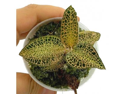 anoectochilus roxburghii golden fleece