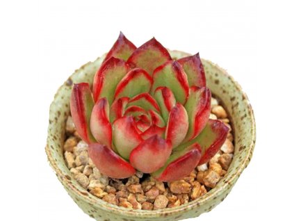 Echeveria Puli lindsayana 3 7af73687 a676 4e70 9f44 dc064dfe32db
