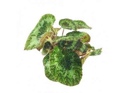 Begonia spec. "Sizemorea"