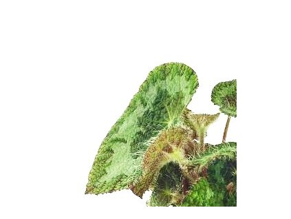 Begonia ferox "Sizemorea" řízek k zakořenění