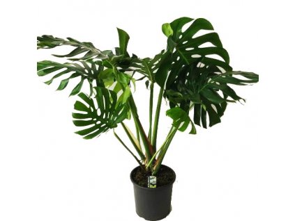 Monstera deliciosa XXXL starší, schopná květu