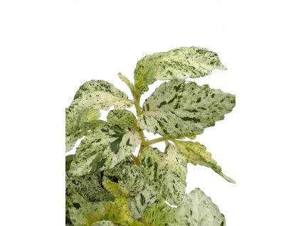 51423e3e 466e 4928 8df4 2fd0aef8e94a