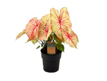 Caladium "Autumn Beauty"