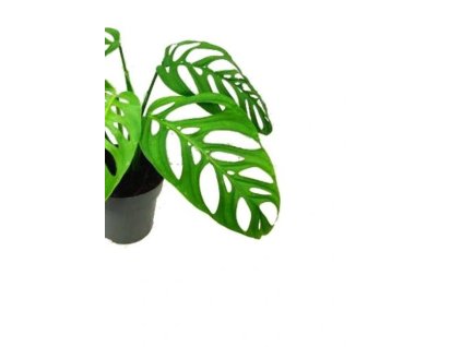 Monstera esqueletto "řízek k zakořenění" XXL LIST