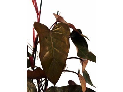 ae792c52 a4ed 4cfc 984a bb74c4ee0c70