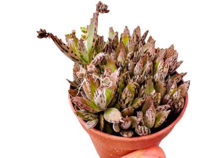 Kalanchoe daigremontiana