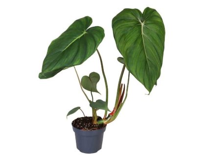 Philodendron "McDowel"