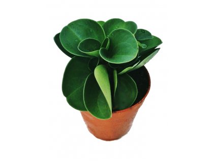 Peperomia obtipan