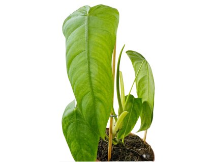 Philodendron Sharoniae