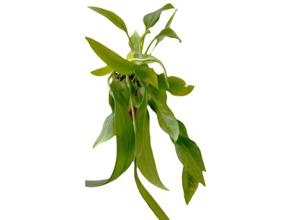 Anthurium vittarifolium řízek k zakořenění