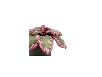 Episcia cupreata "Shimmering Valley" řízek k zakořenění