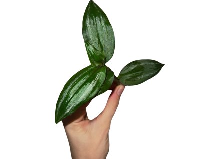 Tradescantia zebrina "discolor" řízek k zakořenění