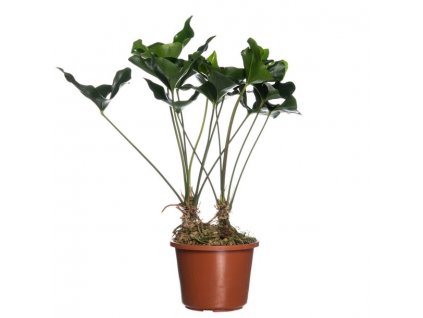 Anthurium arrow XXL