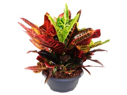 Codiaeum "Excellent" XXL Kroton