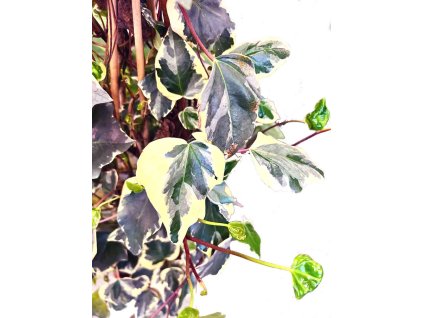 Hedera helix “Gloire de Maren"