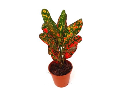 Codiaeum "BATIK"
