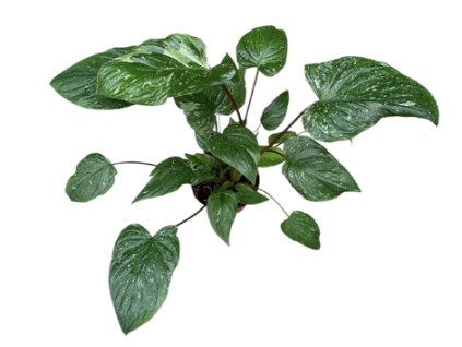 Snímek obrazovky 2025 02 01 173927