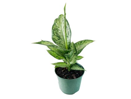 Dieffenbachia Americano Memoria Corsii