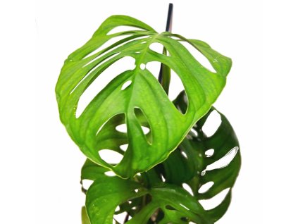 Monstera esqueletto