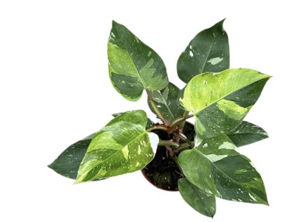 Snímek obrazovky 2025 02 22 193629