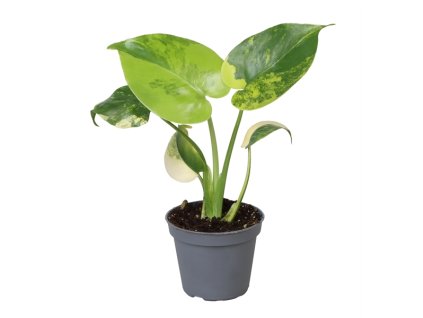 Monstera Aurea Variegated Baby