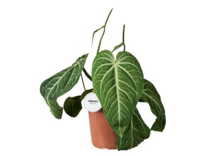 Snímek obrazovky 2026 01 12 182046