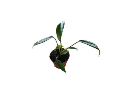 Philodendron Joepii baby