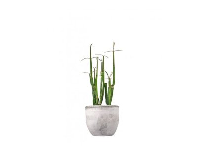 Ceropegia Dichotoma