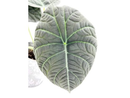 Alocasia “Maharani” řízek k zakořenění