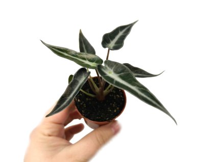 Alocasia amazonica baby