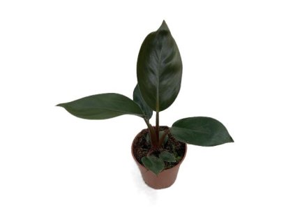 Philodendron "Rojo Congo”