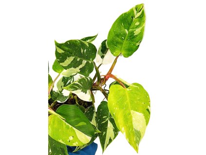 f7041335 e513 456f 9d94 ff293c4a339d