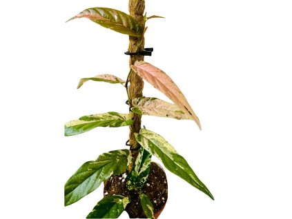 Ficus Sagittata Variegata Pink