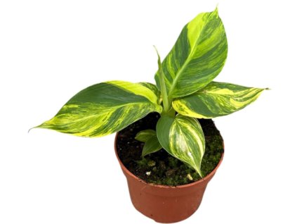 Snímek obrazovky 2025 11 18 194407