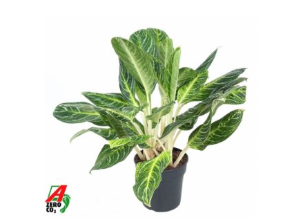 Snímek obrazovky 2025 11 18 200514