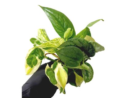 WhatsApp Image 2025 11 21 at 21.42.16