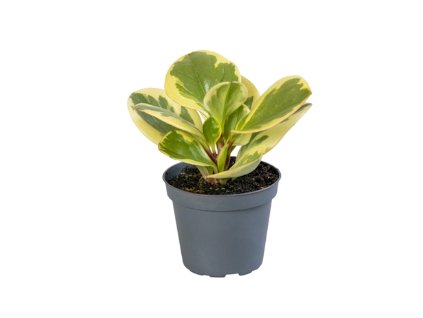 Snímek obrazovky 2025 11 20 002558