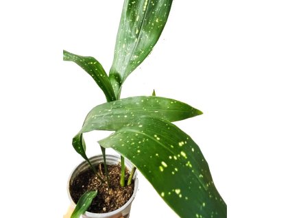 Aspidistra elatior "Milky Way" řízek k zakořenění